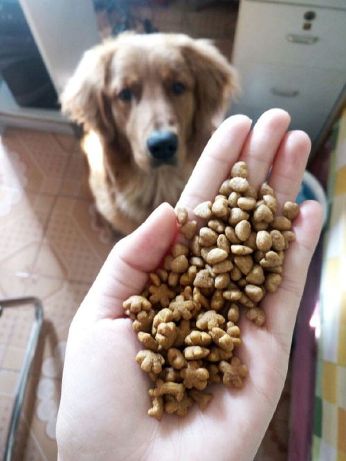 2021年度狗糧品牌大盤點(diǎn) 十大口碑之選與科學(xué)喂養(yǎng)指南