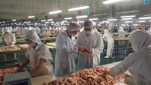 圣寵廠家 為何99%的寵物信賴他們的產品？